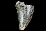 Partial, Serrated Theropod Tooth - North Dakota #88747-1